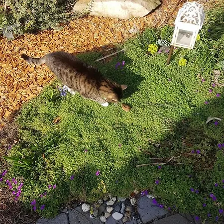 Teufelsmauer 公寓 Timmenrode